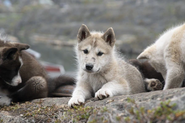 Nicht zum Knuddeln – Schlittenhunde in der Arktis von Grönland