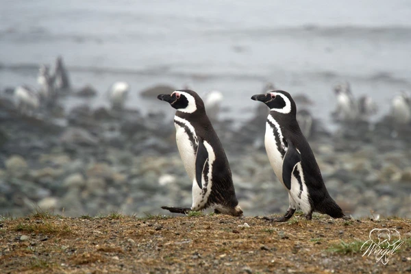 Brillenpinguine auf dem Weg zur Arbeit: Fischen.