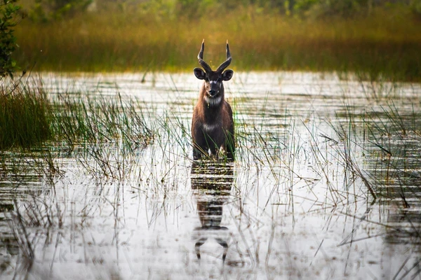 Beobachten Sie eine Sitatunga, die in ihrem natürlichen Lebensraum in Gabun steht.