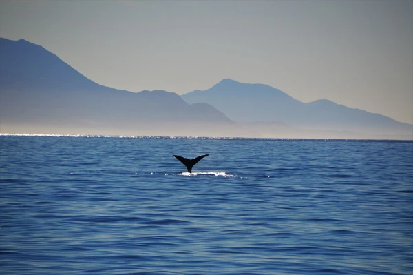 Walbeobachtung in Kaikoura – Erleben Sie beeindruckende Natur in Neuseeland
