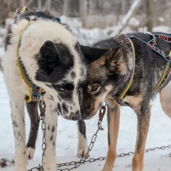wunderschöne Huskys