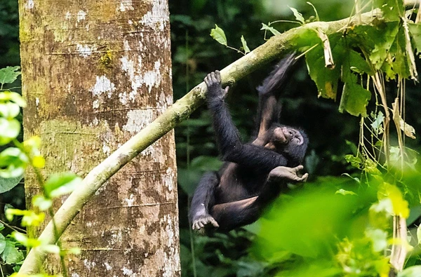 Bonobo im Kongo: Entdecken Sie den Regenwald und seine tierischen Bewohner