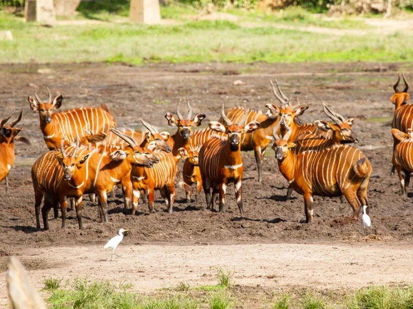 Beobachtung von Antilopen im Dzanga Sangha Regenwaldschutzgebiet in Kongo