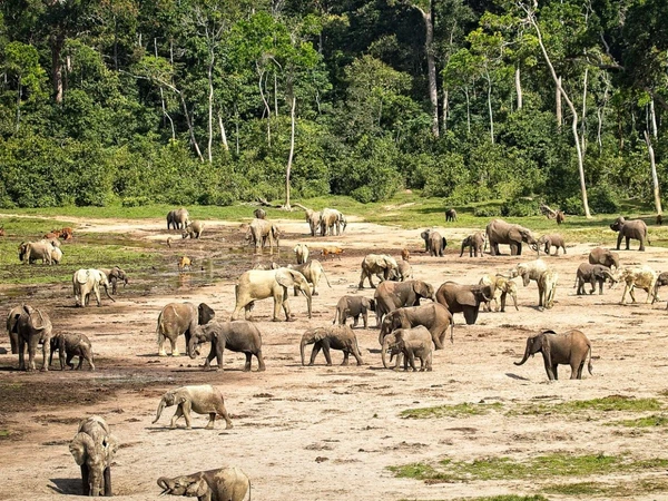 Erleben Sie die majestätischen Elefanten im Dzanga Sangha Regenwaldschutzgebiet, Kongo