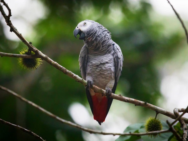 Entdecken Sie die Artenvielfalt im Nouabalé-Ndoki Nationalpark, Republik Kongo.