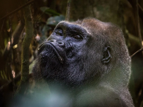 Gorilla im Nouabalé-Ndoki National Park, Republik Kongo – Natur hautnah erleben