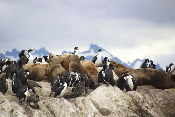 Beobachten Sie Seelöwen und Koromorane im Beagle Kanal, Argentinien