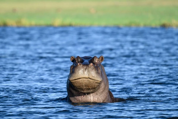 Junges Flusspferd im Chobe River, Chobe National Park, Botswana erleben