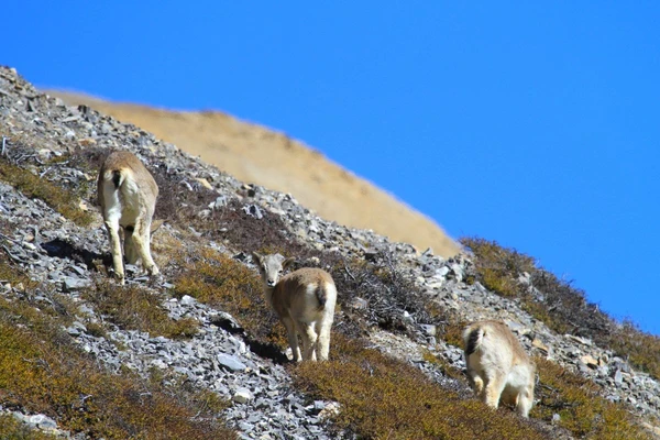 Blauschafe in den Bergen von Mustang, Nepal – Einblick in die Natur