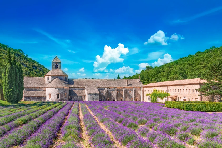 Provence Lavendelfeld