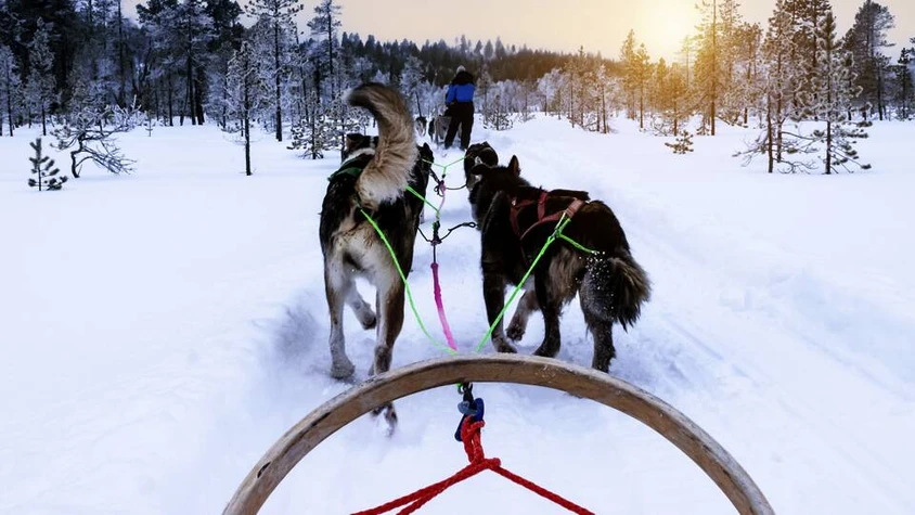 Mit dem Hundeschlitten durchs Winterwonderland