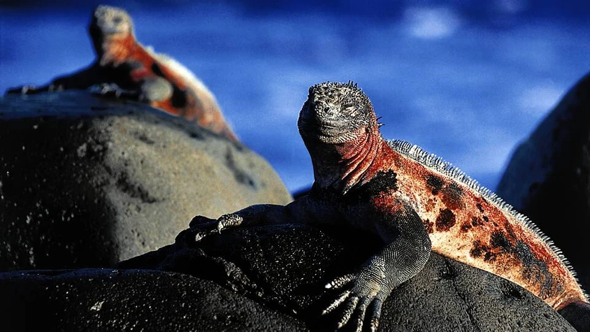 Meerechse auf Galápagos