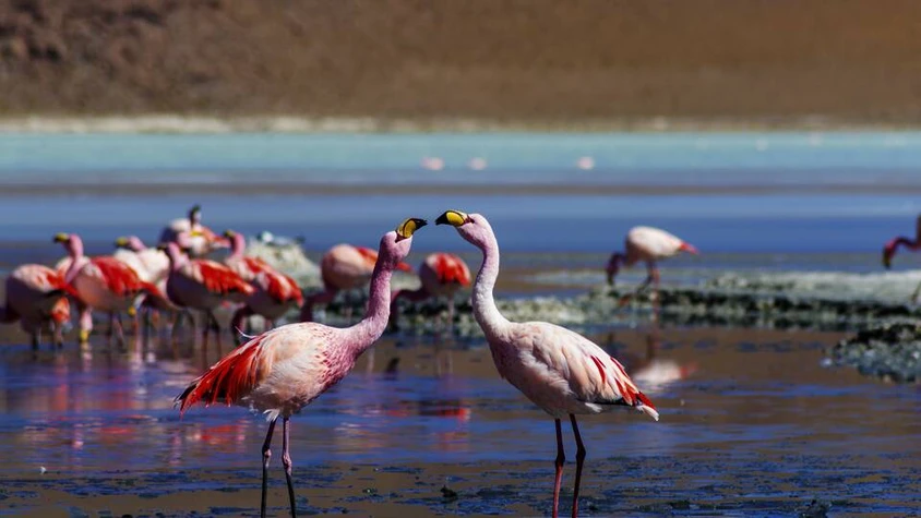 Flamingos am Salar de Atacama in Chile