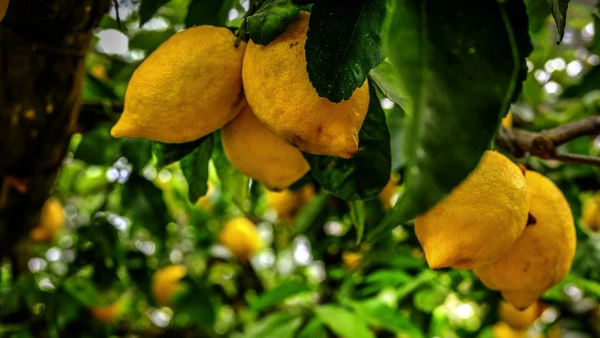 Zitronen – typisches Produkt für den Süden Italiens