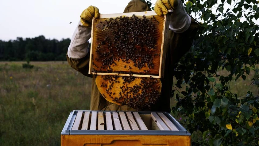 Bienenwabe