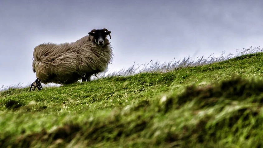 Ein tierischer Highlander