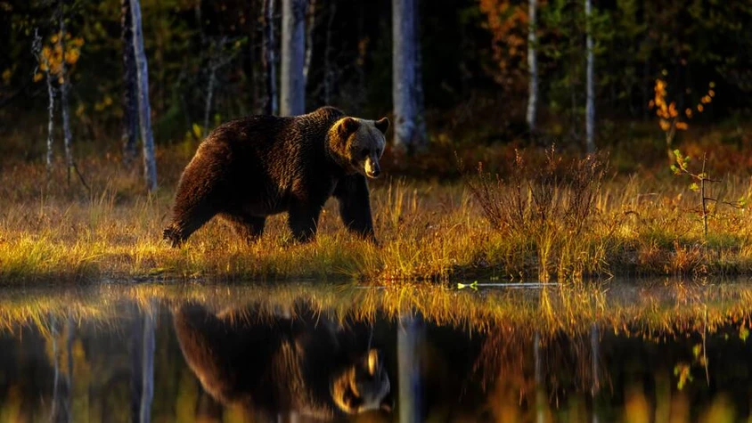 Ein Bär im herbstlichen Umfeld