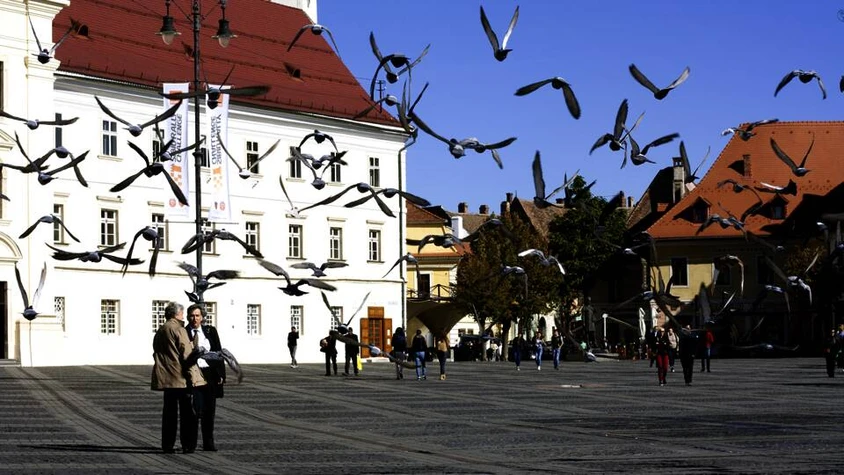 Tauben am Großen Platz in Hermannstadt, Rumänien