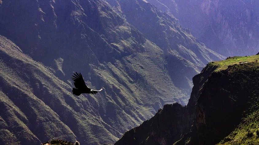Eines der Highlights in Peru: die Kondore im Colca-Canyon