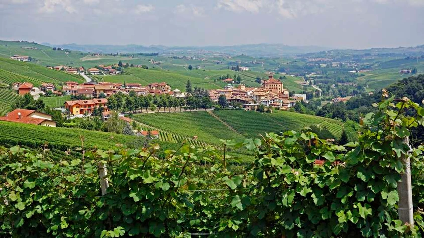 Piemonteser Weinberge