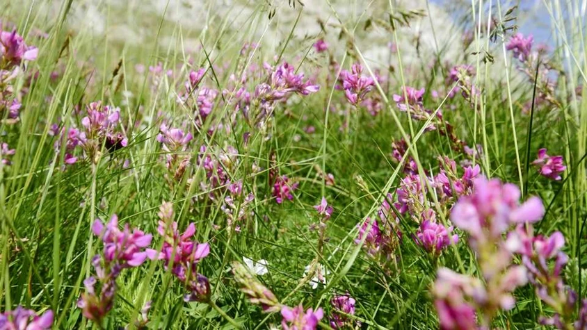Wildblumenwiese
