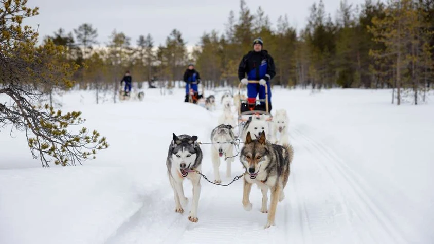 Husky-Schlittenfahrt