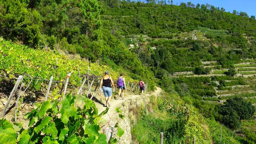 Weinbergwanderung