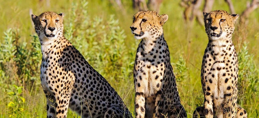 Gepardenbrüder