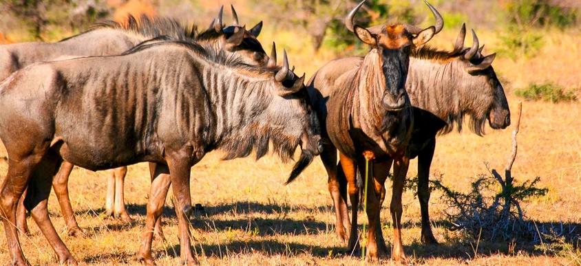 Gnu-Herde in der Savanne