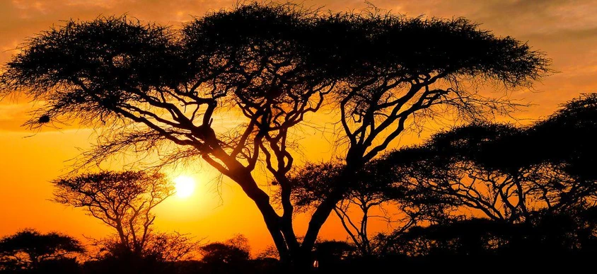 Sonnenaufgang in der Serengeti