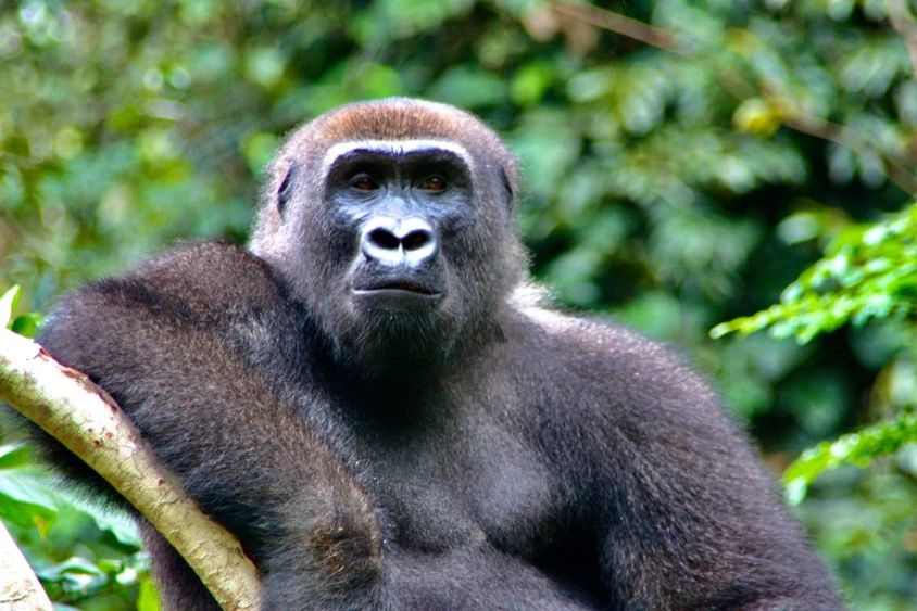 Im Reich der Gorillas – Begegnung im Regenwald von Gabun