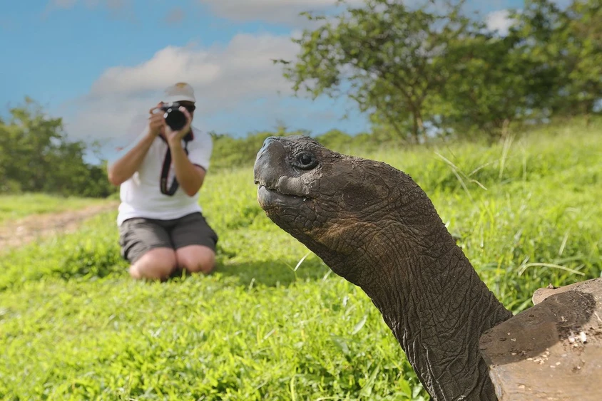 Riesenschildkröte vor der Linse