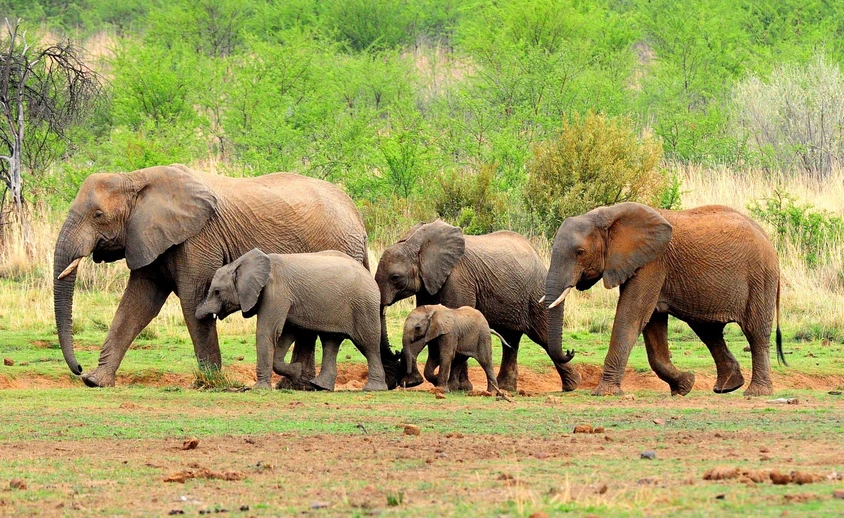 Addo Elephant National Park