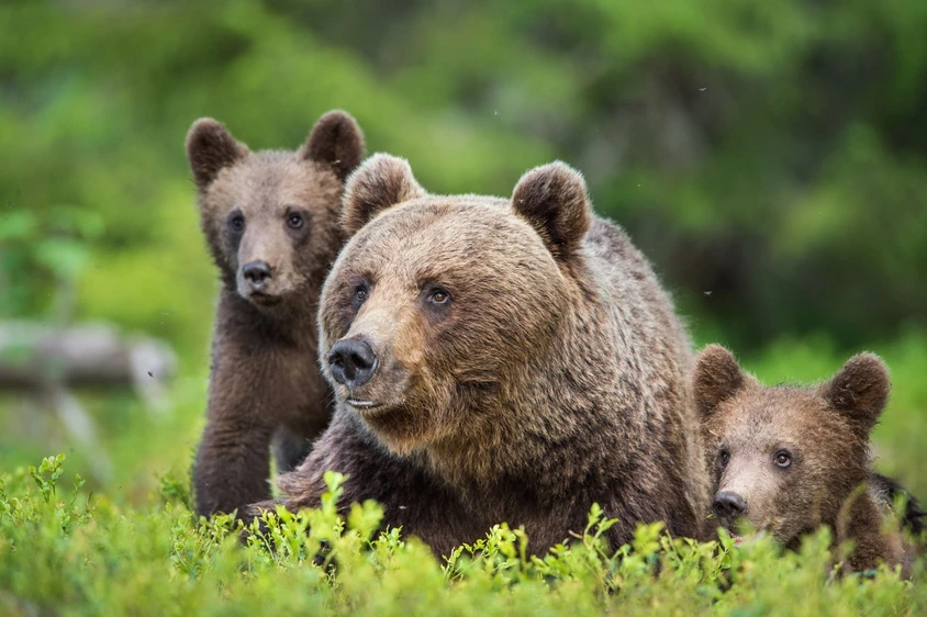 Kanada Reise: Grizzly Bären