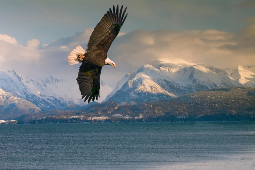 Alaska Reise: Weisskopfadler