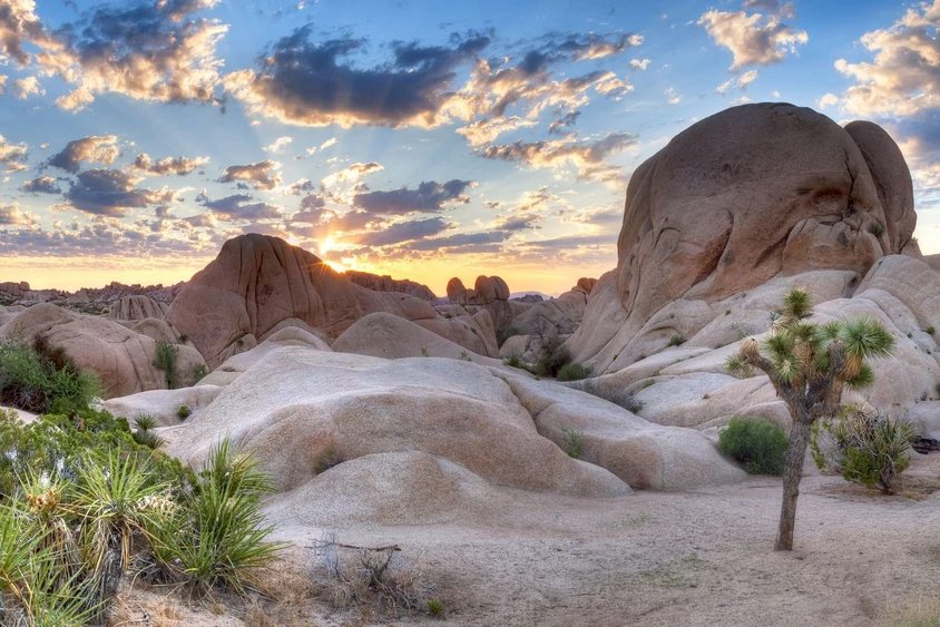USA Reise Westen: Joshua Tree