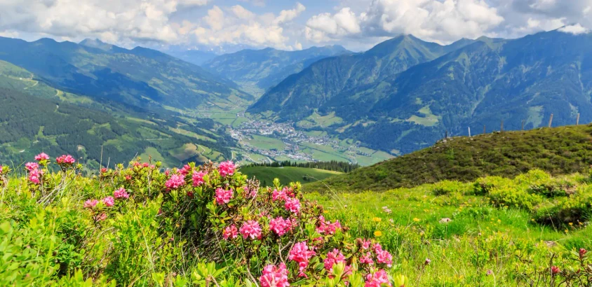 Alpenrose mit Blick auf Bad Hofgastein - Manfred Schmidt - © Manfred Schmidt / adobe.com